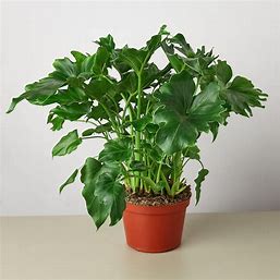 6in Philodendron "Little Hope"