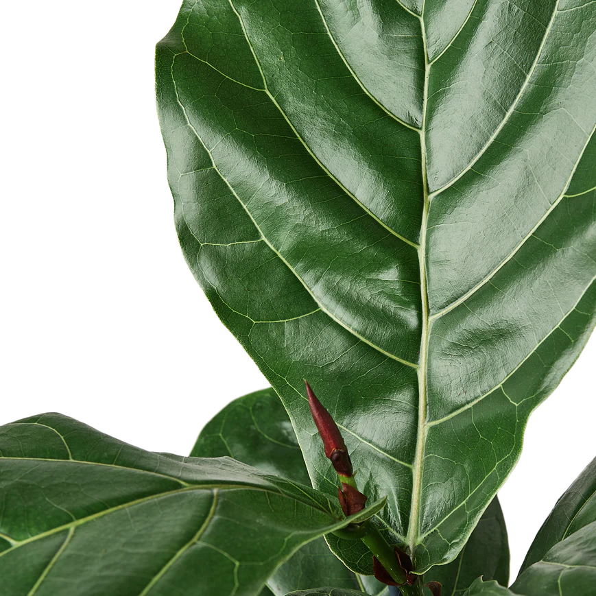 4in Ficus "Lyrata" (Fiddle Leaf Fig)