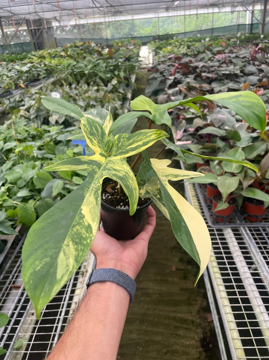 4in Philodendron "Florida Beauty" Variegated