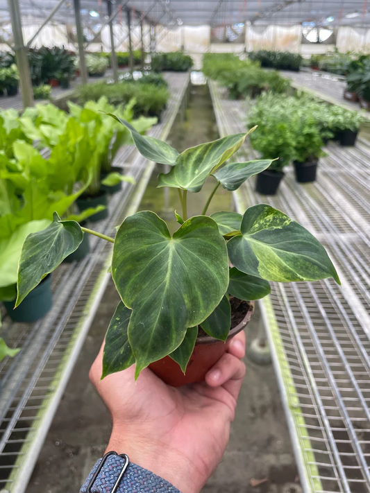 4in Philodendron 'Verrucosum'