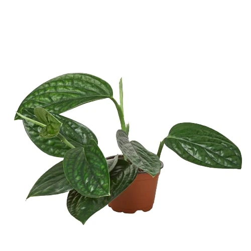 4in Monstera "Peru"