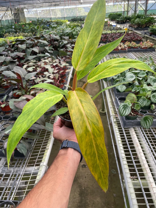 4in Philodendron "Orange Marmalade"