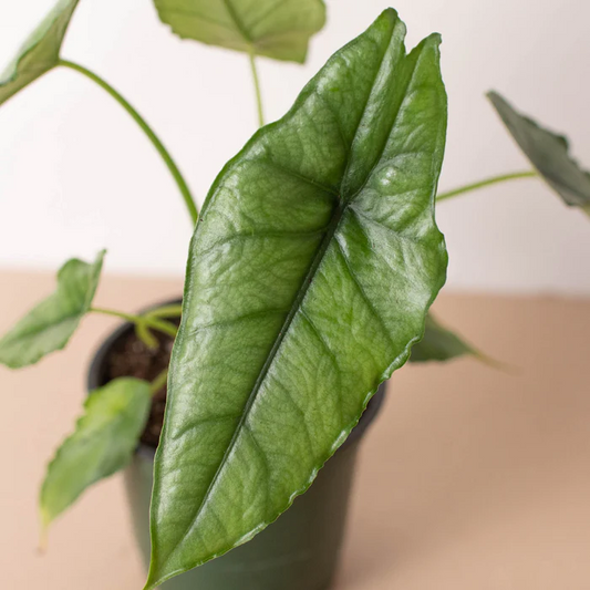 4in Alocasia "Dragon's Breath"