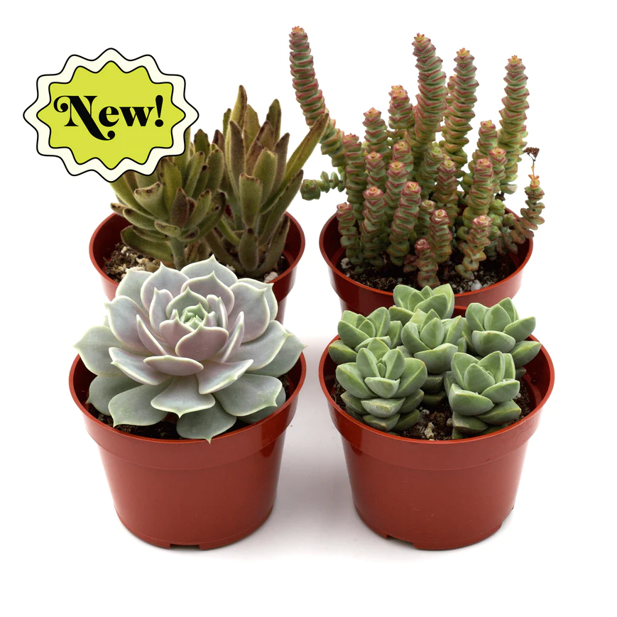 4in Assorted Succulent Variety Pack