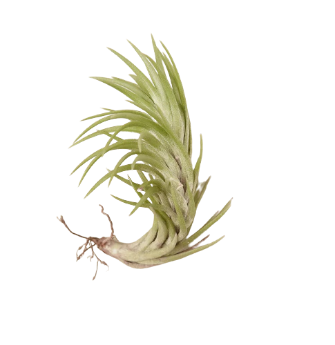 Tillandsia Air Plant "Araujei"