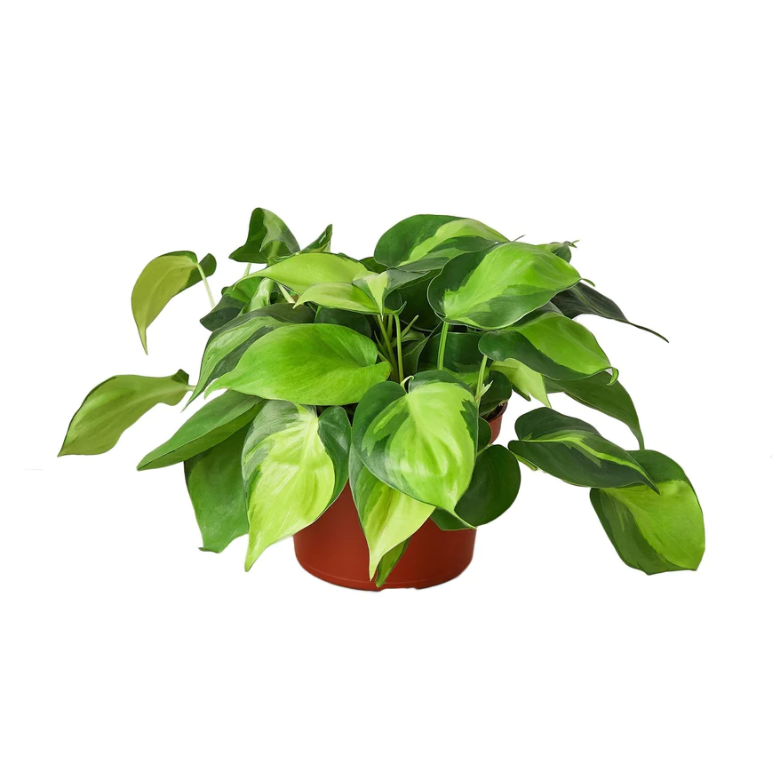 6in Philodendron "Brasil"