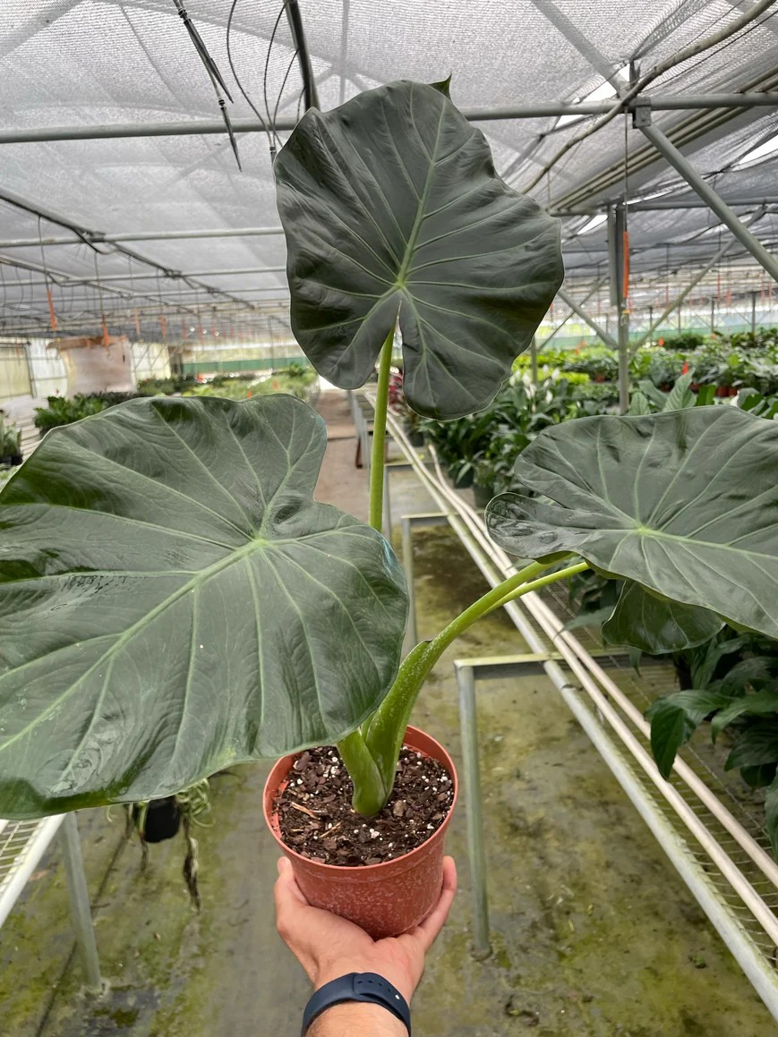 6in Alocasia "Regal Shield"