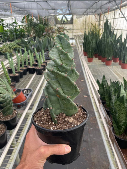 6in Cereus forbesii 'Spiralis'