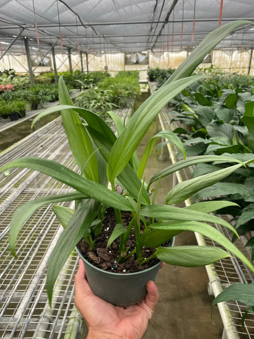 6in Pothos "Silver Streak"