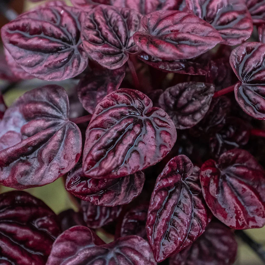 3in Peperomia "Ripple Red"