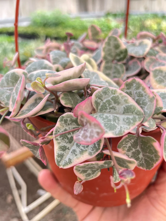 4in String of Hearts "Variegated"