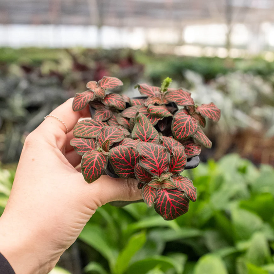 3in Fittonia "Red"