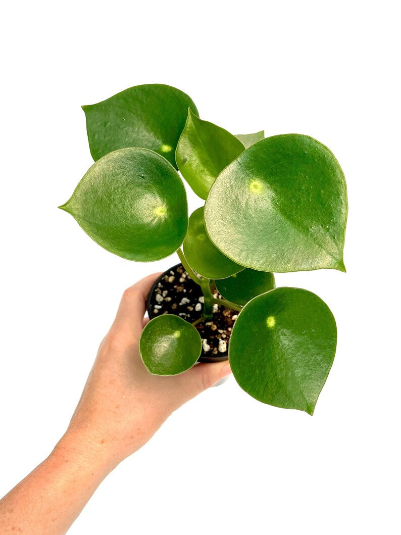 4in Peperomia "Raindrop"