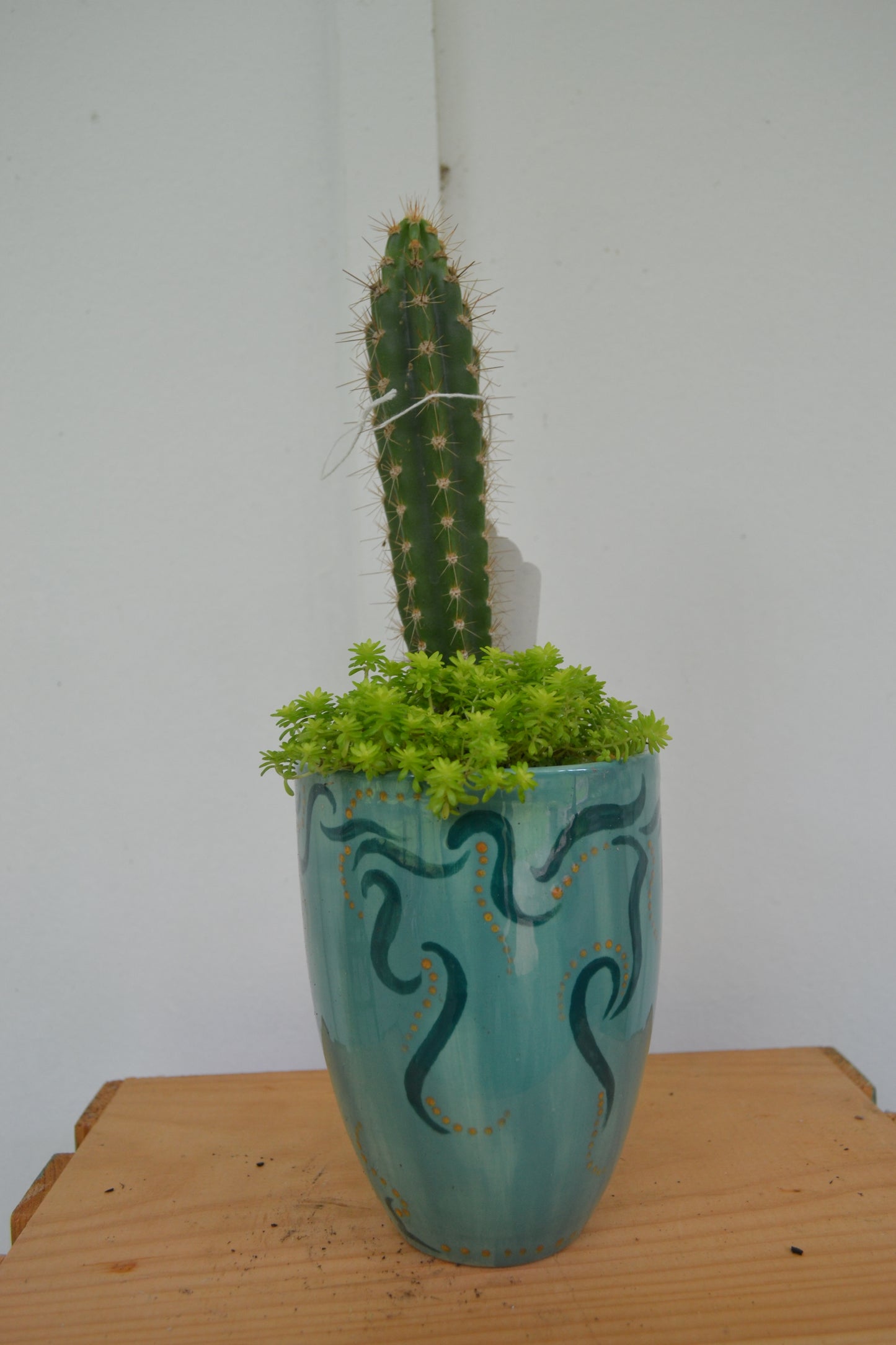 Blue Cacti & Succulent Planter