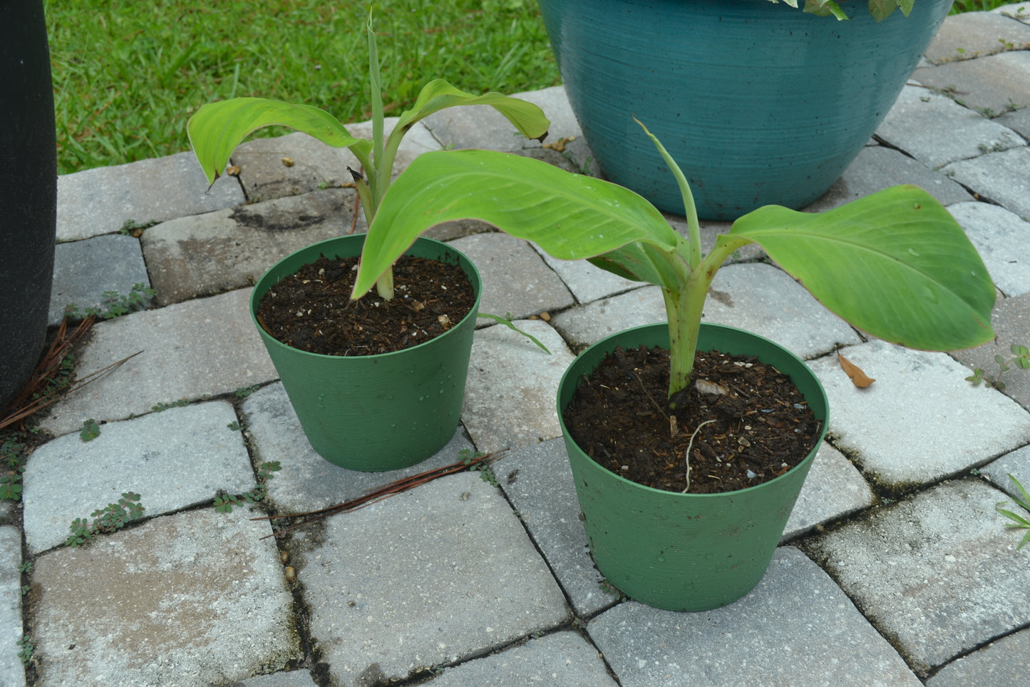 Cavendish Banana Trees