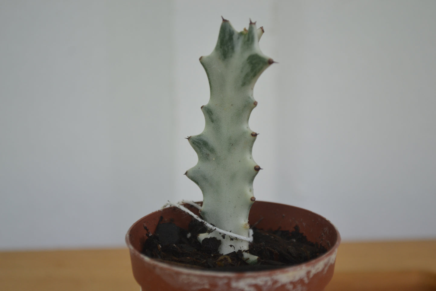 2” Ghost Cactus