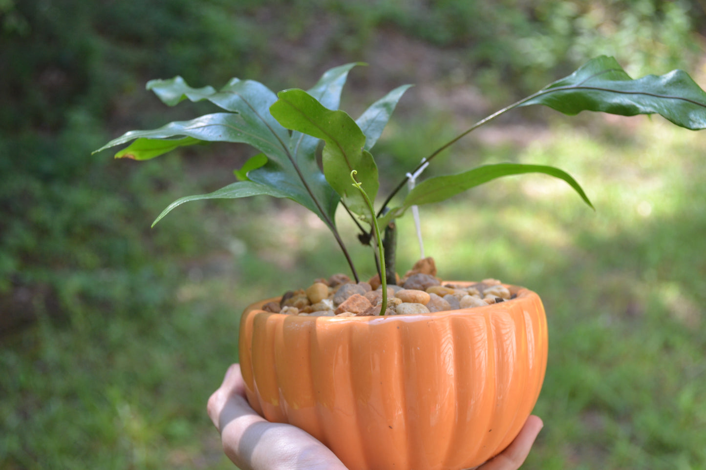 Planted Kangaroo Fern