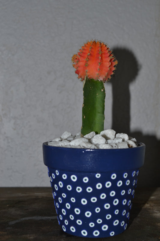 4in Hand Decorated Evil Eye Planter With Moon Cacti