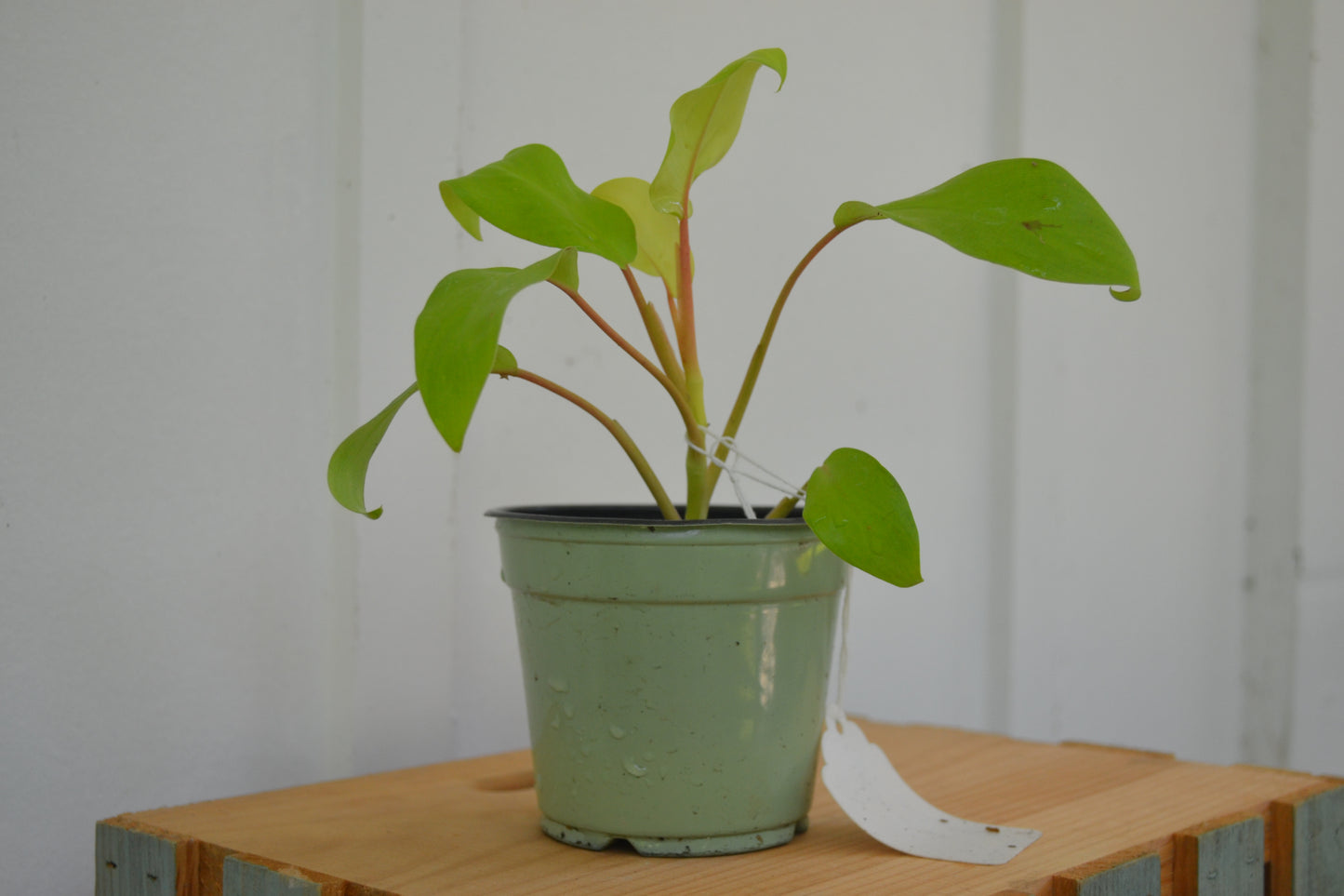 4” Lemon Lime Philodendron