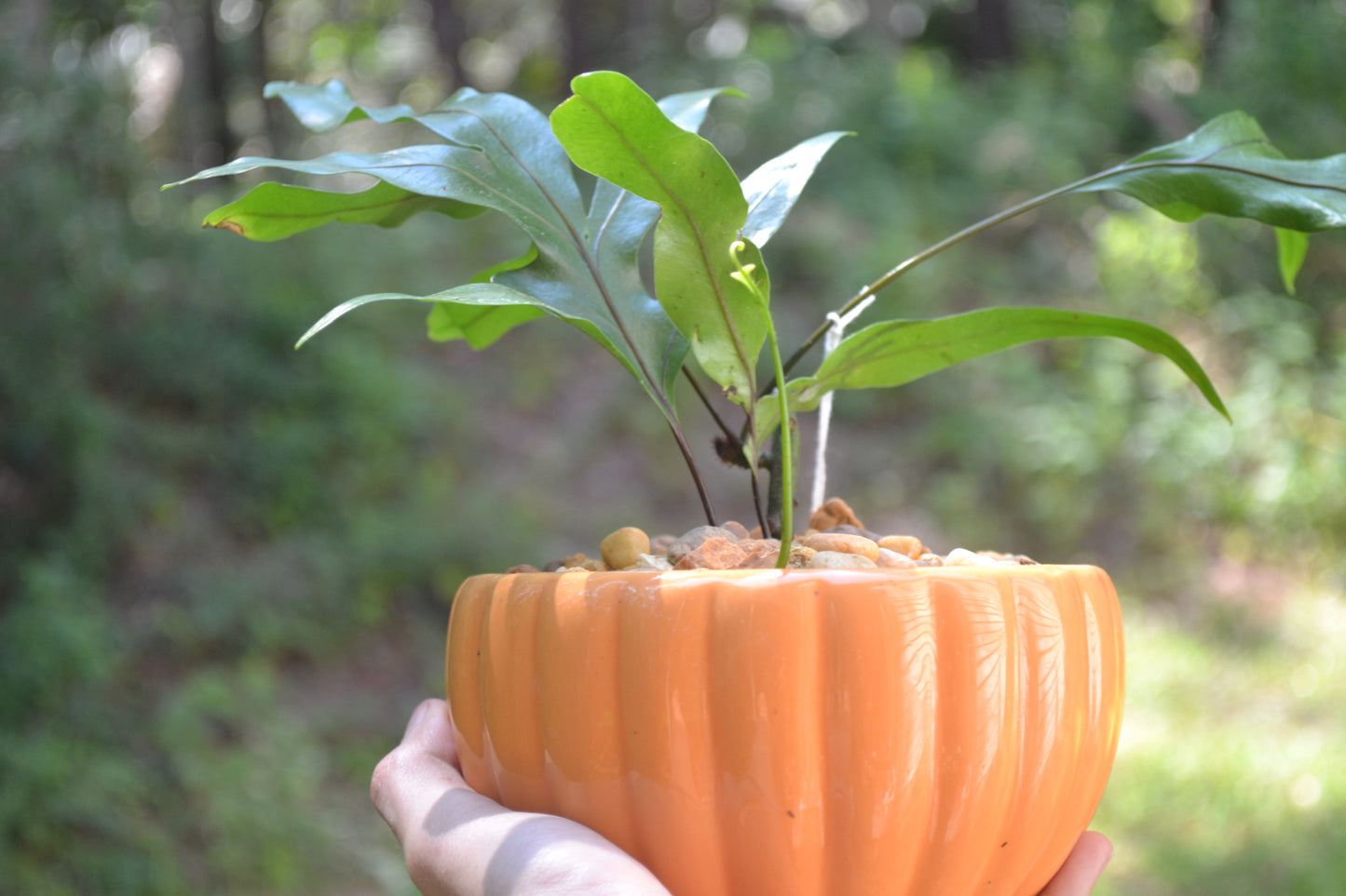 Planted Kangaroo Fern