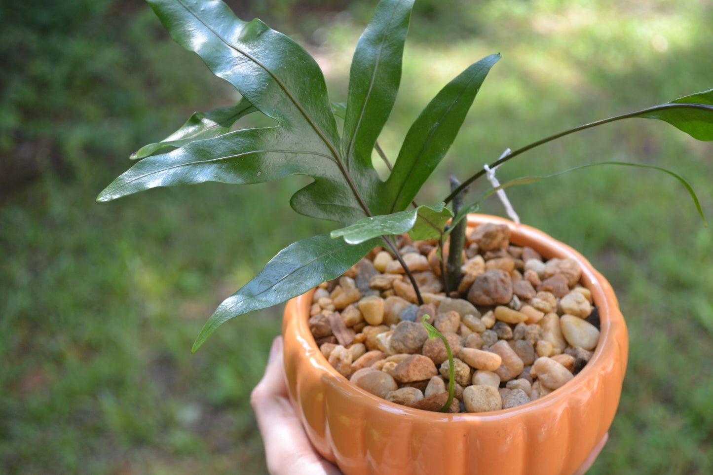 Planted Kangaroo Fern