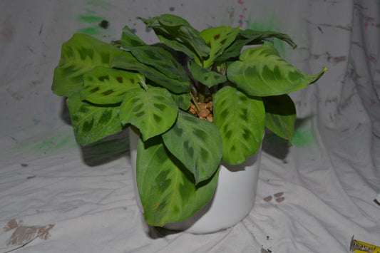 Potted Maranta leuconeura