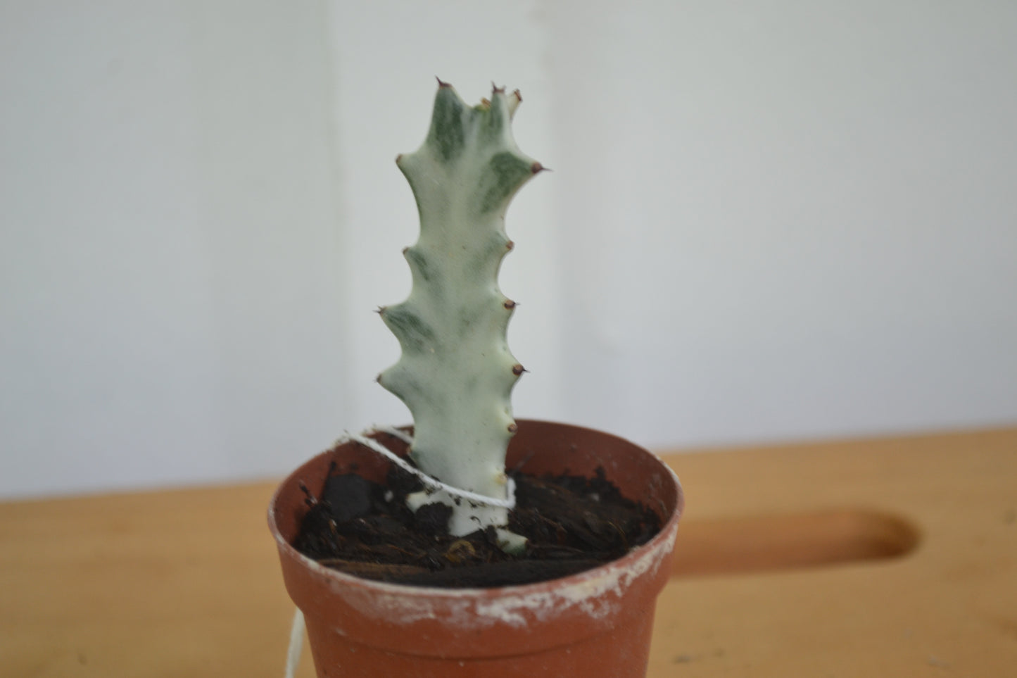 2” Ghost Cactus