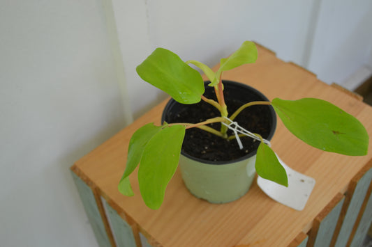 4” Lemon Lime Philodendron