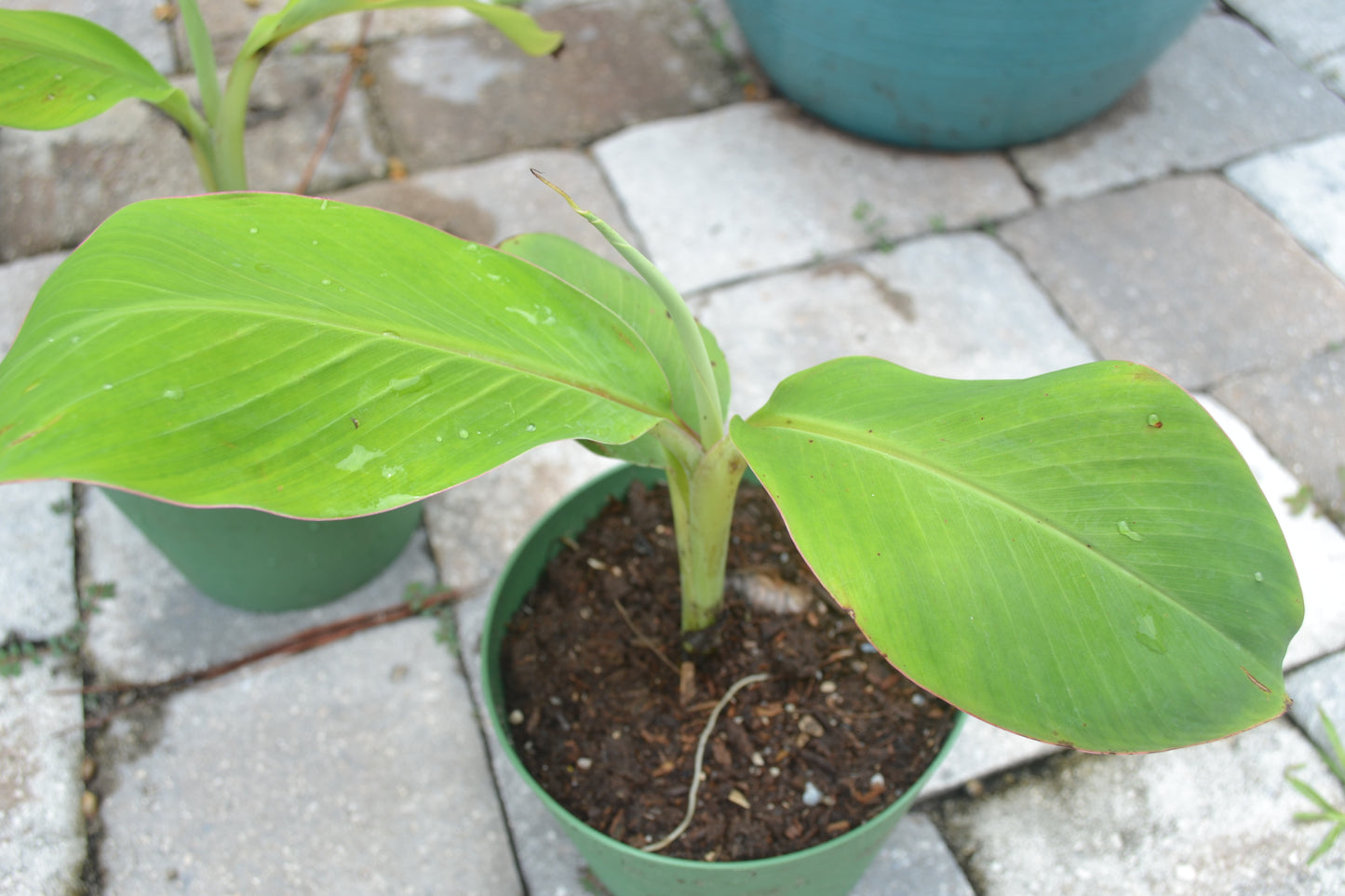 Cavendish Banana Trees