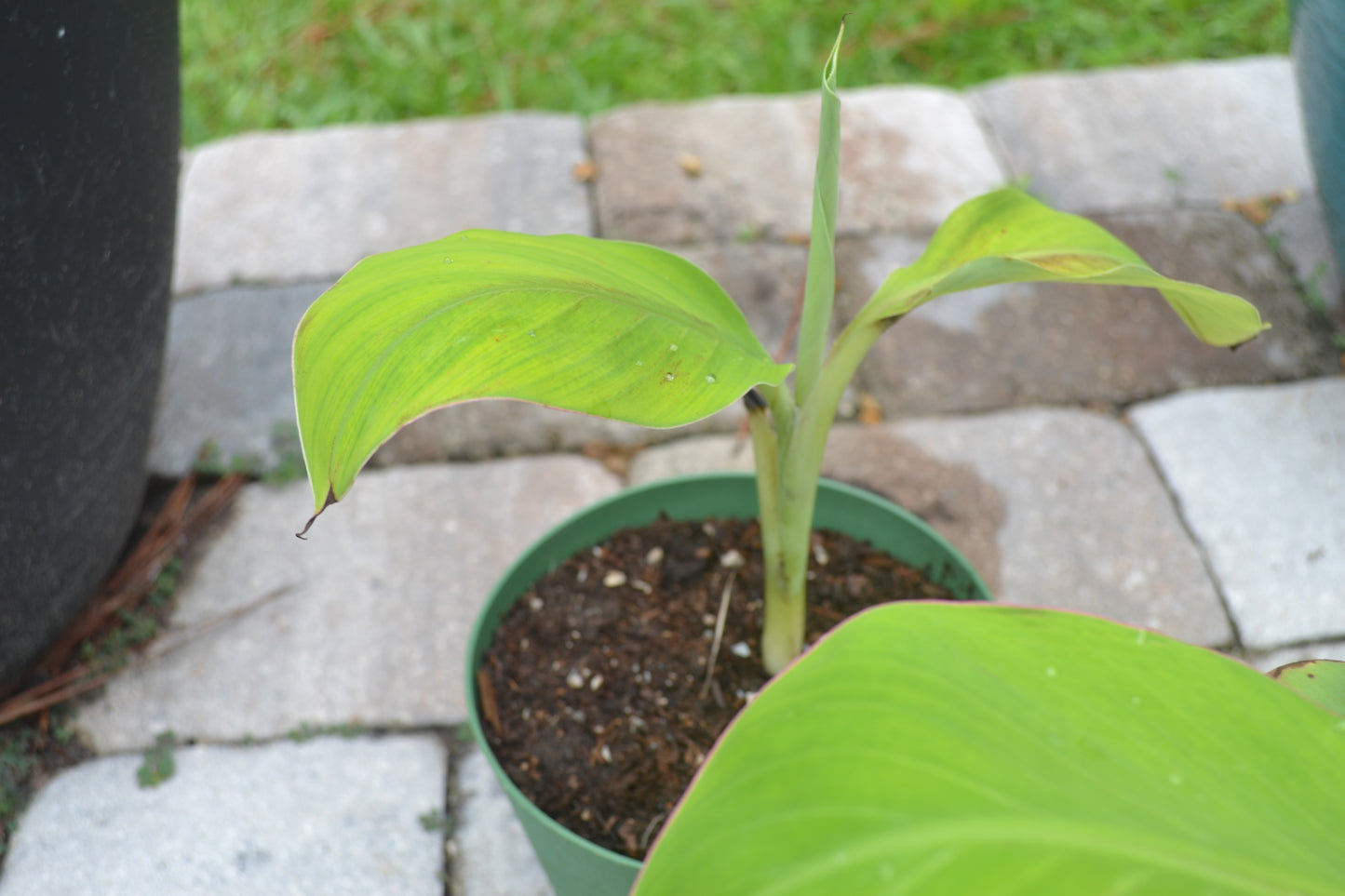 Cavendish Banana Trees