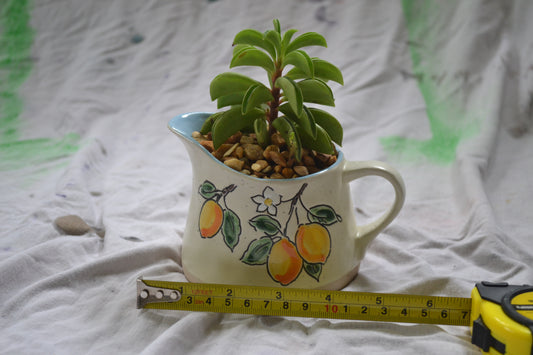 Lemon Cream Cup Planter