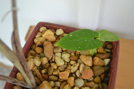 Planted Red Ceramic Planter