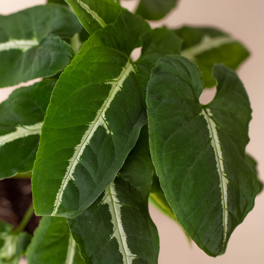 4in Syngonium wendlandii 'Black Velvet'