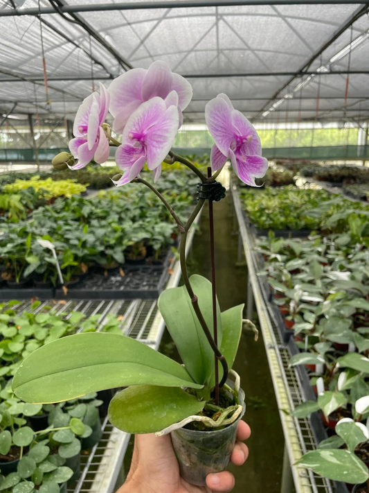 3in Orchid 'Light Pink Phalaenopsis'