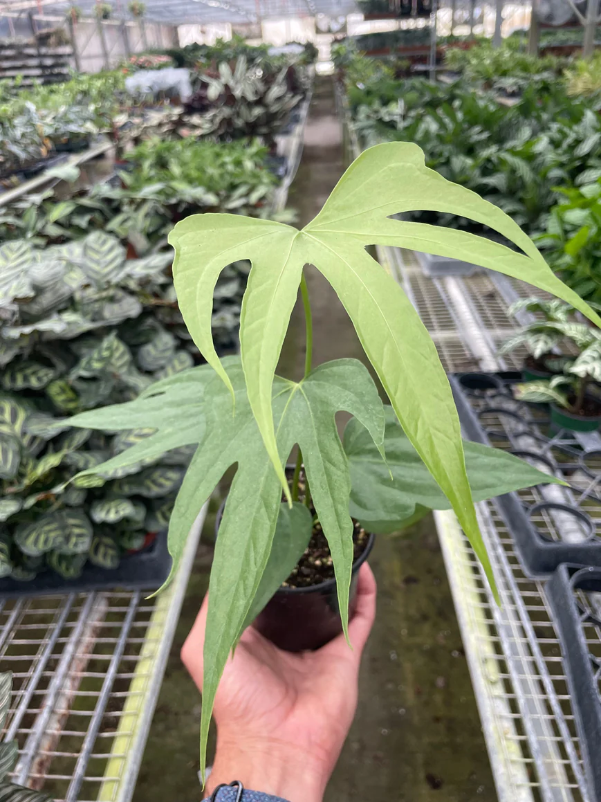 4in Anthurium "Fingers"