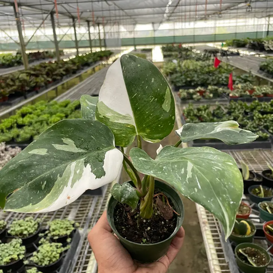 4in Philodendron "White Princess"