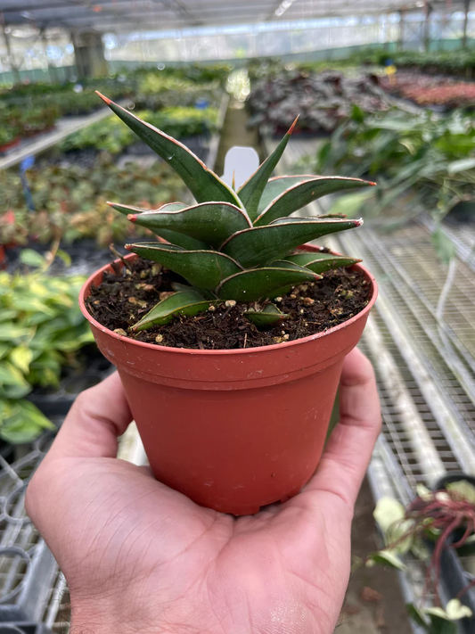 4in Snake Plant "Lavranos"