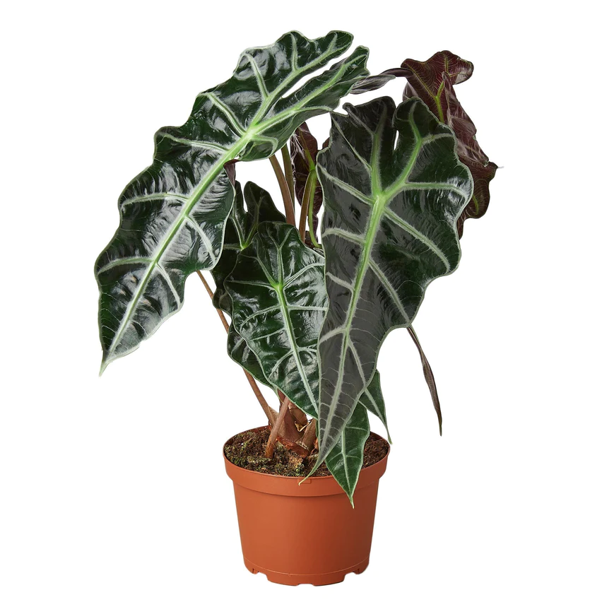 6in Alocasia "African Mask"