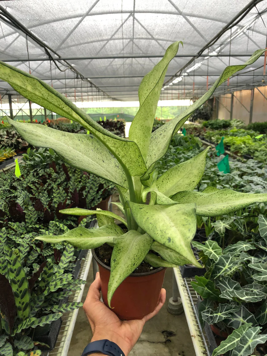 6in Dieffenbachia "Camouflage"