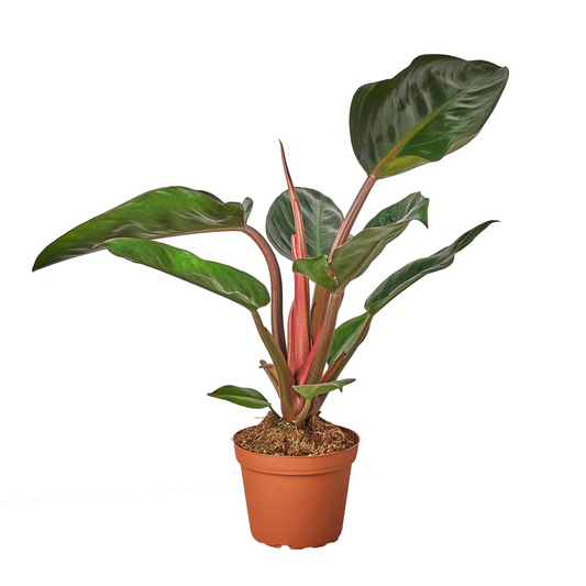 4in Philodendron "Congo Rojo"