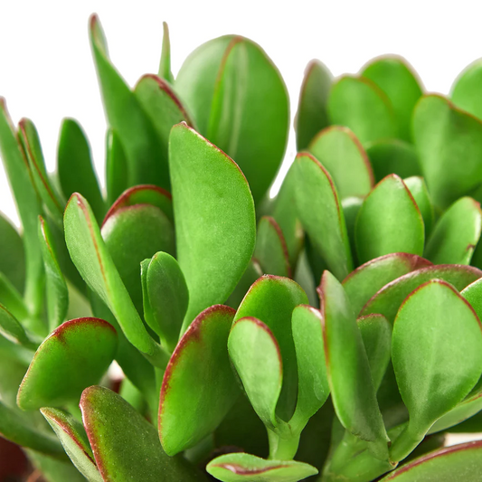 4in Succulent Crassula "Jade"