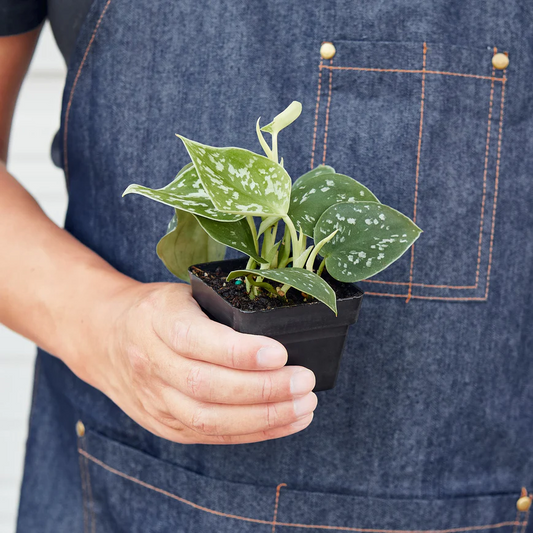 3in Pothos "Satin"