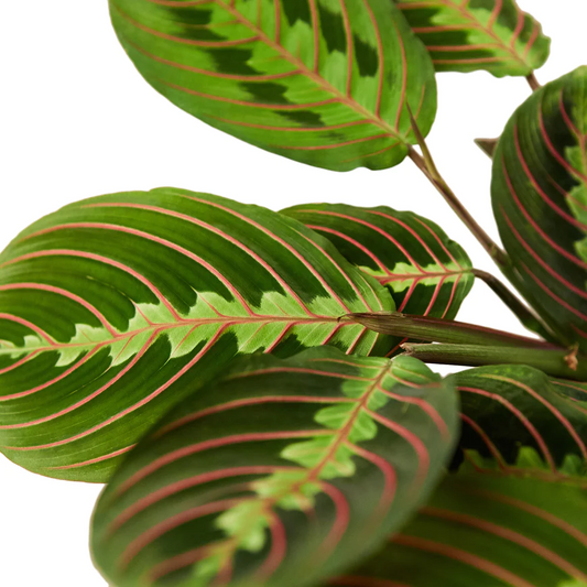 4in Maranta "Red"