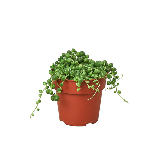 6in Succulent "String of Pearls"