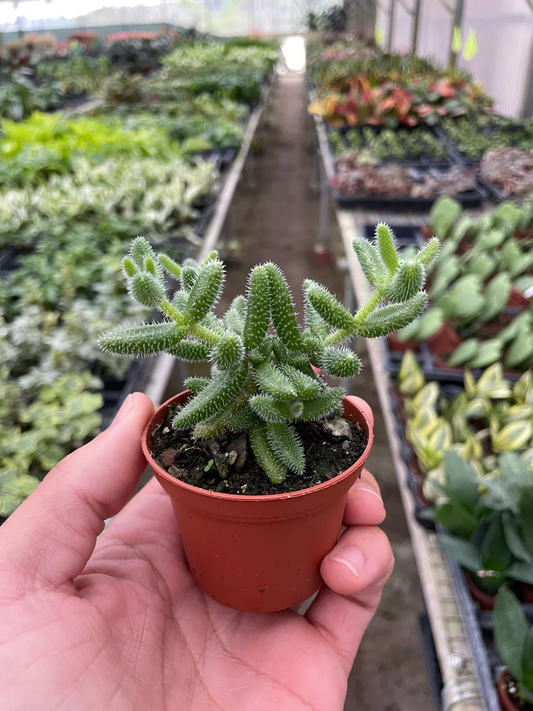 3in Succulent Delosperma echinatum 'Pickle Plant'