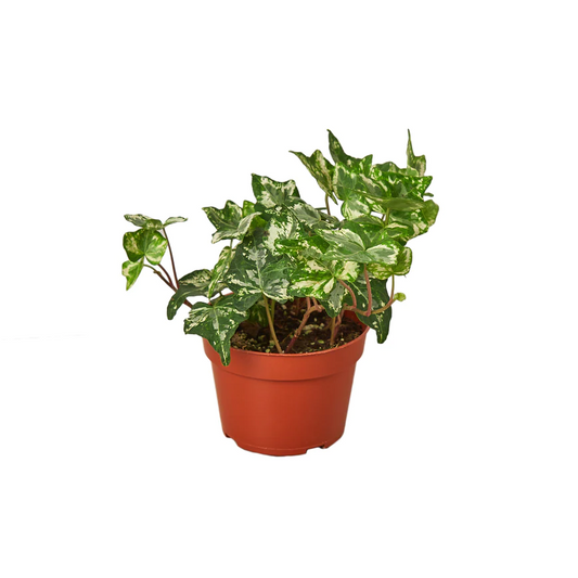 4in English Ivy "Kolibre"