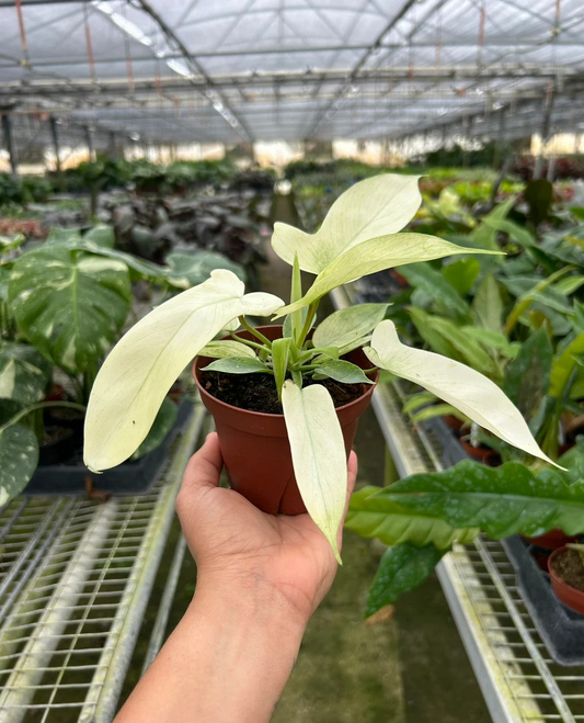 4in Philodendron "Florida Ghost"