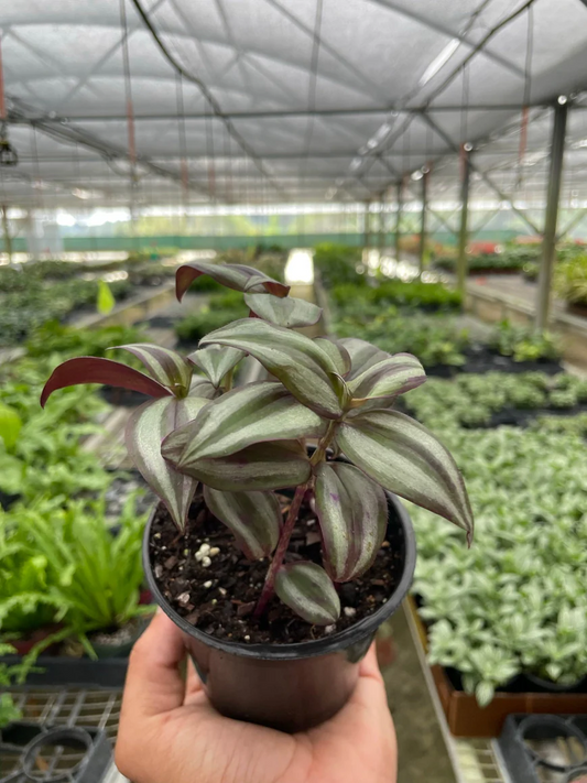 4in Tradescantia Zebrina "Wandering Dude"