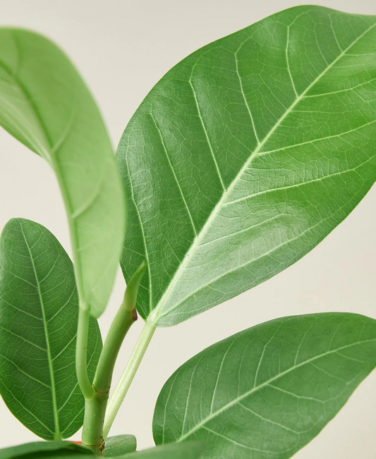 4in Ficus "Audrey"