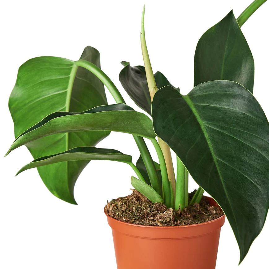 6in Philodendron "Congo Green"